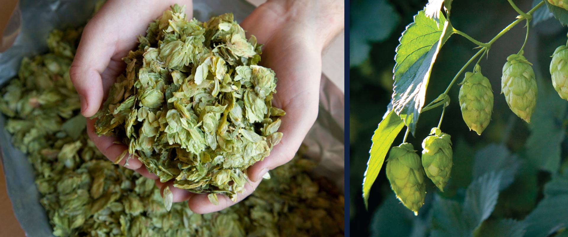 Golden Valley Brewery produces handcrafted beers using only the highest quality hops.
